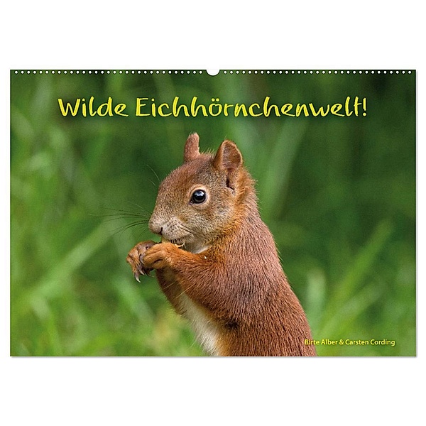 Wilde Eichhörnchenwelt! (Wandkalender 2024 DIN A2 quer), CALVENDO Monatskalender, Birte Alber und Carsten Cording