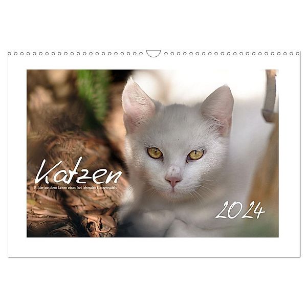 Wilde Hauskatzen (Wandkalender 2024 DIN A3 quer), CALVENDO Monatskalender, Brigitte Frank