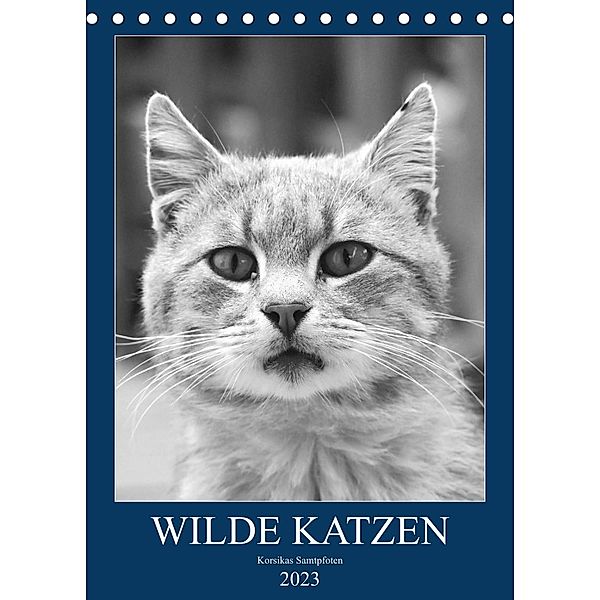 Wilde Katzen - Korsikas Samtpfoten (Tischkalender 2023 DIN A5 hoch), Claudia Schimmack