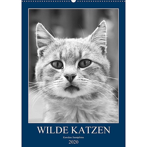 Wilde Katzen - Korsikas Samtpfoten (Wandkalender 2020 DIN A2 hoch), Claudia Schimmack
