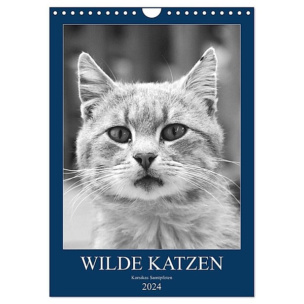 Wilde Katzen - Korsikas Samtpfoten (Wandkalender 2024 DIN A4 hoch), CALVENDO Monatskalender, Claudia Schimmack