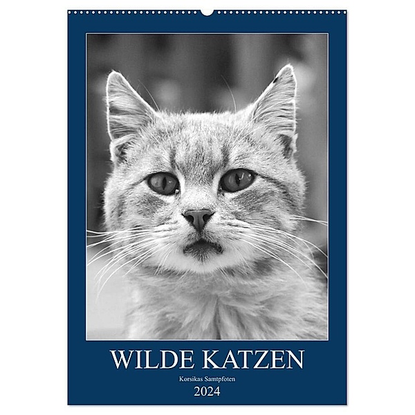 Wilde Katzen - Korsikas Samtpfoten (Wandkalender 2024 DIN A2 hoch), CALVENDO Monatskalender, Claudia Schimmack