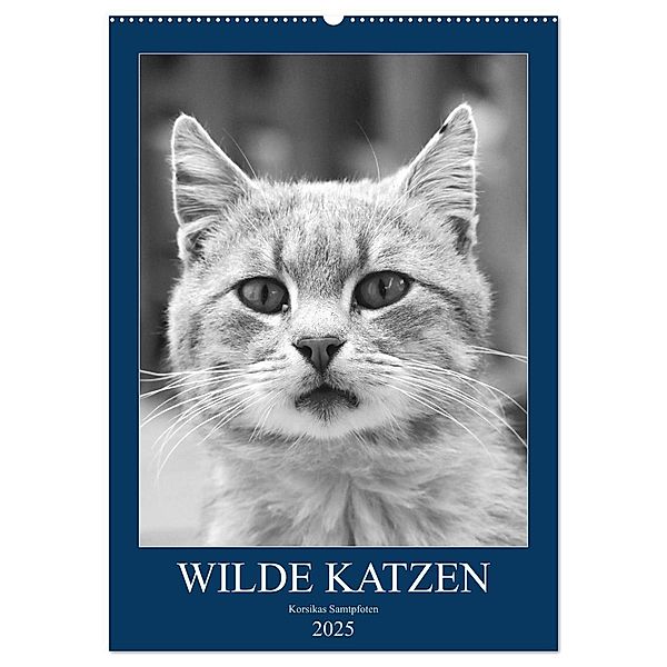 Wilde Katzen - Korsikas Samtpfoten (Wandkalender 2025 DIN A2 hoch), CALVENDO Monatskalender, Calvendo, Claudia Schimmack