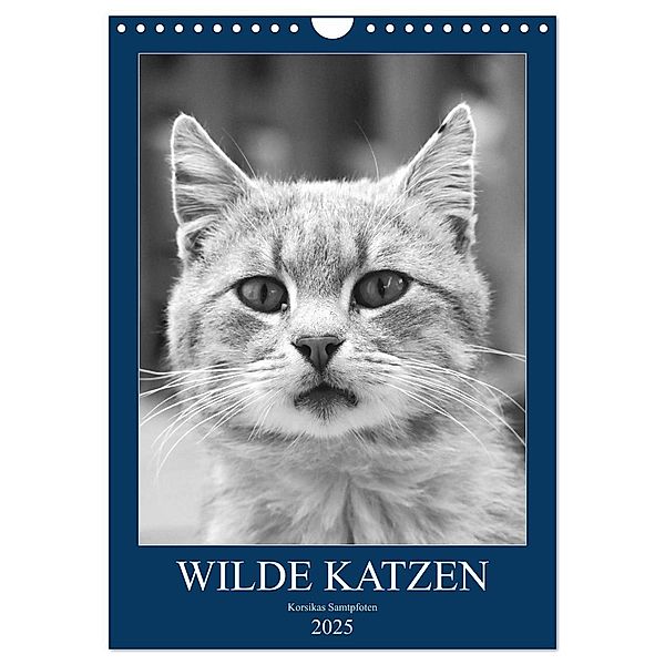 Wilde Katzen - Korsikas Samtpfoten (Wandkalender 2025 DIN A4 hoch), CALVENDO Monatskalender, Calvendo, Claudia Schimmack