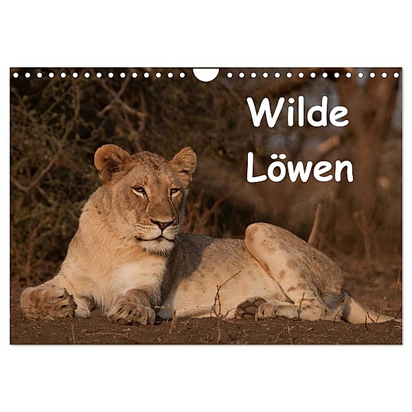 Wilde Löwen (Wandkalender 2024 DIN A4 quer), CALVENDO Monatskalender, Britta Ohm