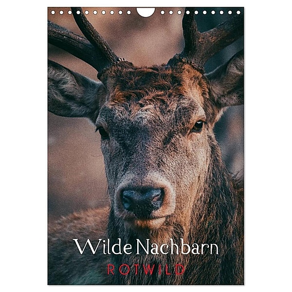 Wilde Nachbarn: Rotwild (Wandkalender 2024 DIN A4 hoch), CALVENDO Monatskalender, Chris Payne