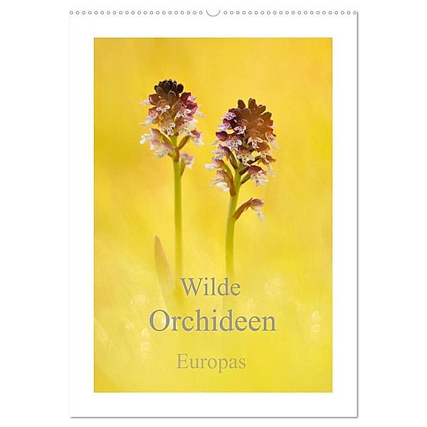 Wilde Orchideen Europas (Wandkalender 2024 DIN A2 hoch), CALVENDO Monatskalender, Marion Kraschl