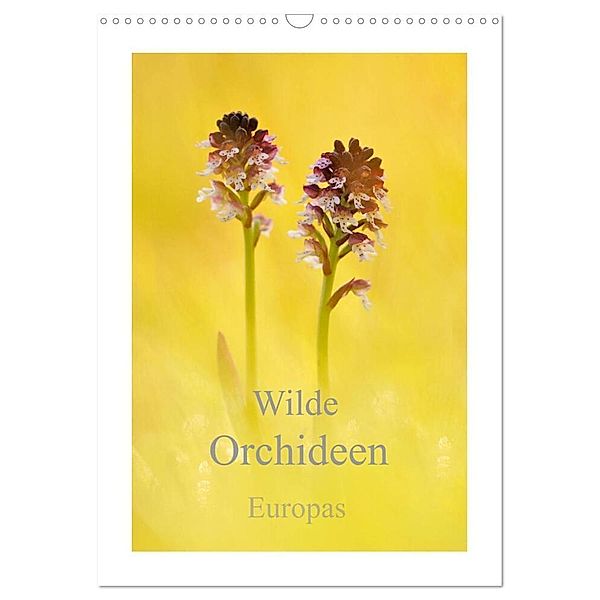 Wilde Orchideen Europas (Wandkalender 2024 DIN A3 hoch), CALVENDO Monatskalender, Marion Kraschl