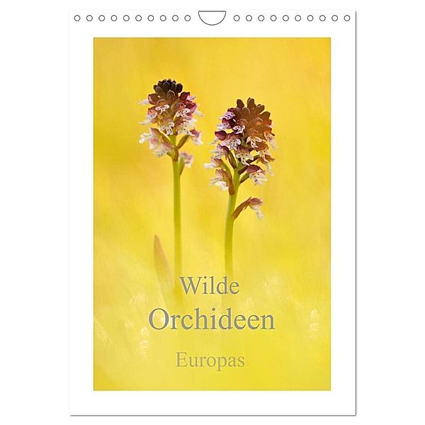 Wilde Orchideen Europas (Wandkalender 2024 DIN A4 hoch), CALVENDO Monatskalender, Marion Kraschl