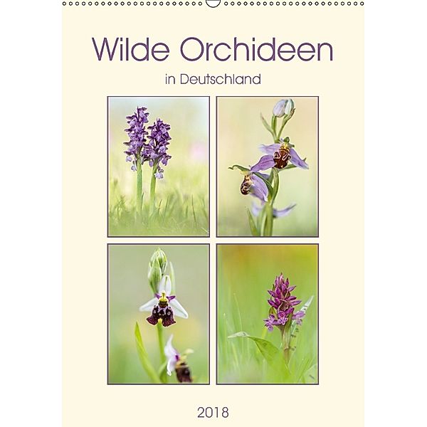 Wilde Orchideen in Deutschland 2018 (Wandkalender 2018 DIN A2 hoch) Dieser erfolgreiche Kalender wurde dieses Jahr mit g, Daniela Beyer