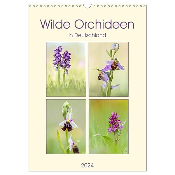 Wilde Orchideen in Deutschland 2024 (Wandkalender 2024 DIN A3 hoch), CALVENDO Monatskalender, Daniela Beyer (Moqui)