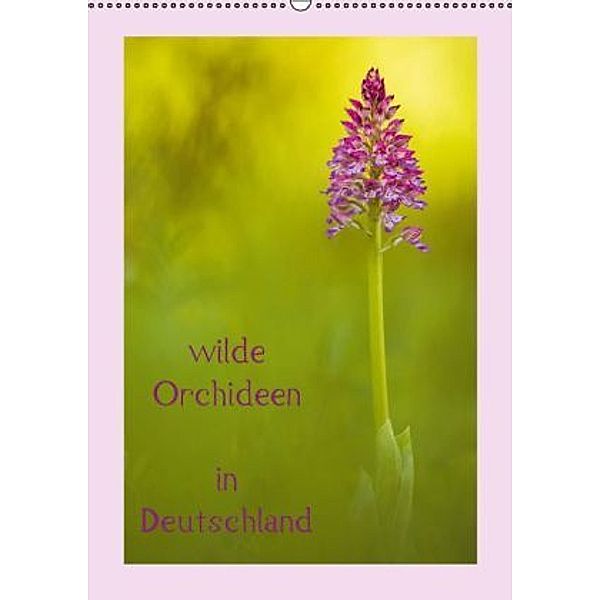wilde Orchideen in Deutschland (Wandkalender 2016 DIN A2 hoch), Daniela Beyer