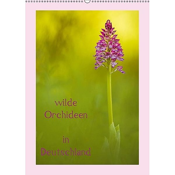wilde Orchideen in Deutschland (Wandkalender 2019 DIN A2 hoch), Daniela Beyer