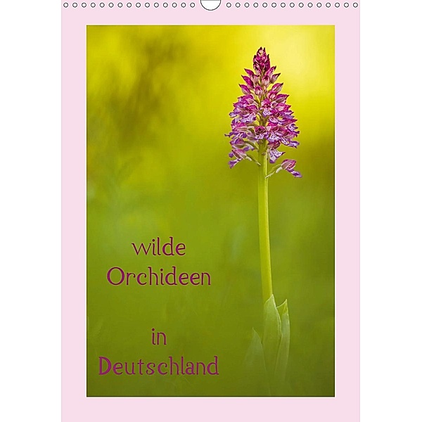 wilde Orchideen in Deutschland (Wandkalender 2021 DIN A3 hoch), Daniela Beyer