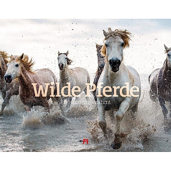 Wilde Pferde 2019