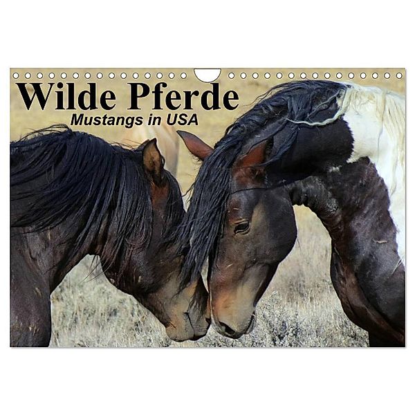 Wilde Pferde - Mustangs in USA (Wandkalender 2024 DIN A4 quer), CALVENDO Monatskalender, Elisabeth Stanzer