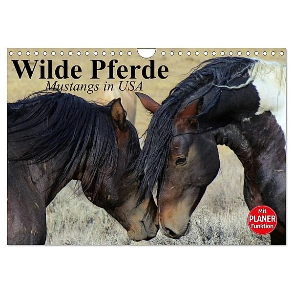 Wilde Pferde. Mustangs in USA (Wandkalender 2024 DIN A4 quer), CALVENDO Monatskalender, Elisabeth Stanzer