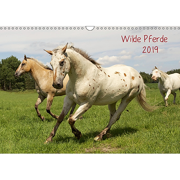 Wilde Pferde (Wandkalender 2019 DIN A3 quer), Jens Kalanke