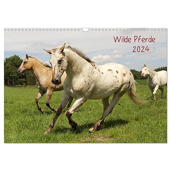Wilde Pferde (Wandkalender 2024 DIN A3 quer), CALVENDO Monatskalender, Jens Kalanke