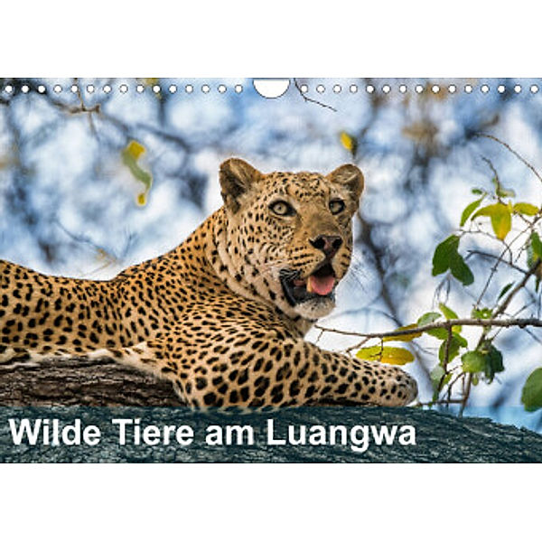 Wilde Tiere am Luangwa (Wandkalender 2022 DIN A4 quer), Bruno Pohl