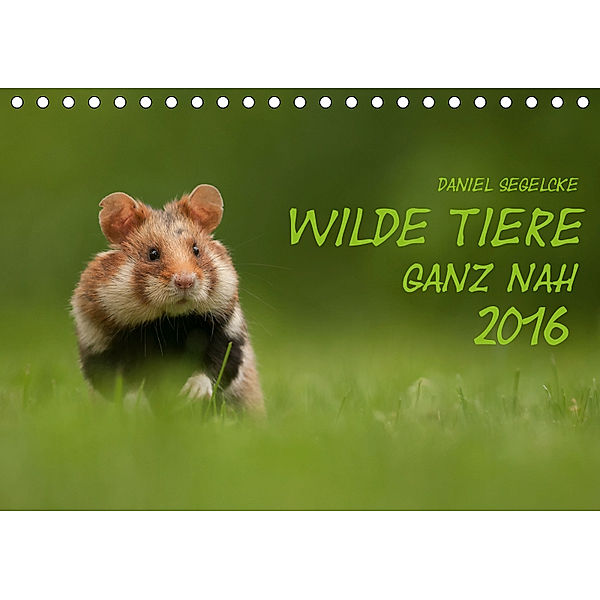 Wilde Tiere - Ganz nah (Tischkalender 2019 DIN A5 quer), Daniel Segelcke