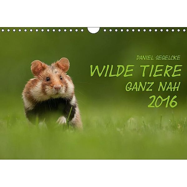 Wilde Tiere - Ganz nah (Wandkalender 2017 DIN A4 quer), Daniel Segelcke