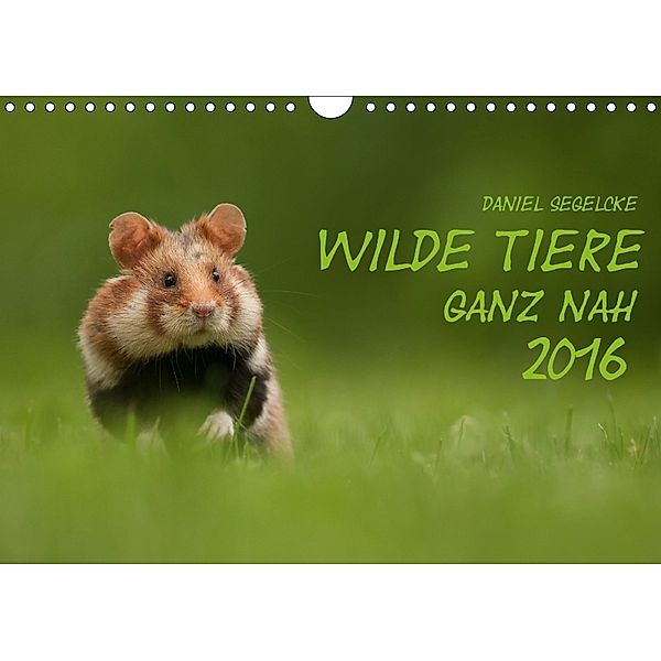 Wilde Tiere - Ganz nah (Wandkalender 2018 DIN A4 quer), Daniel Segelcke