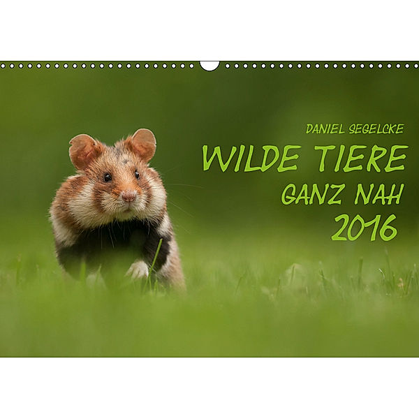 Wilde Tiere - Ganz nah (Wandkalender 2019 DIN A3 quer), Daniel Segelcke