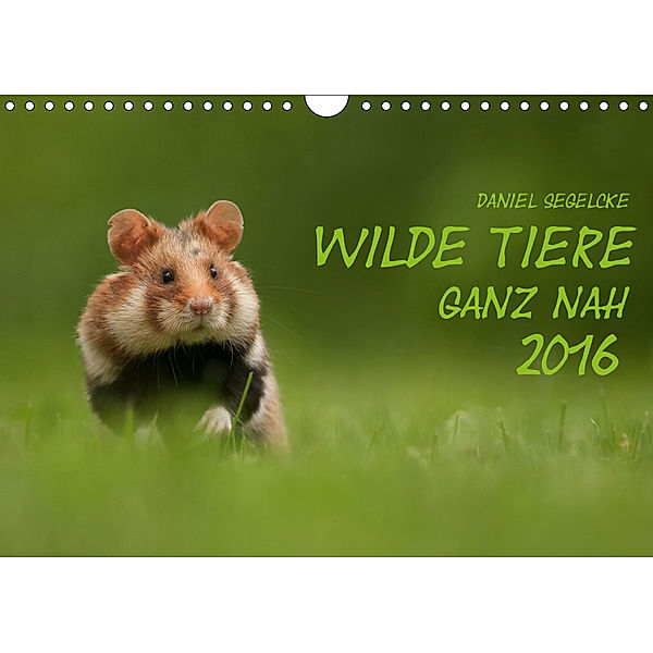 Wilde Tiere - Ganz nah (Wandkalender 2019 DIN A4 quer), Daniel Segelcke