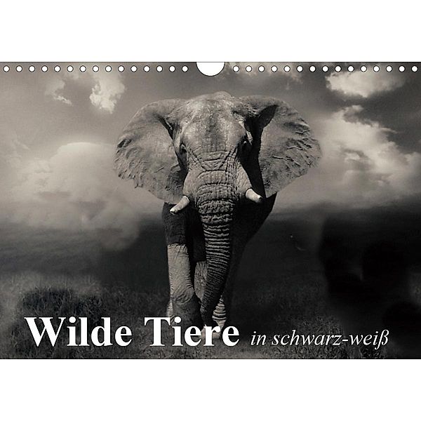 Wilde Tiere in schwarz-weiß (Wandkalender 2021 DIN A4 quer), Elisabeth Stanzer