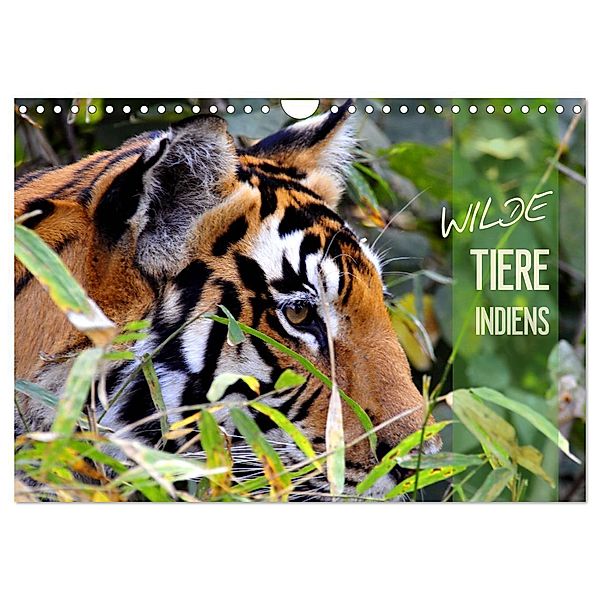 Wilde Tiere Indiens (Wandkalender 2024 DIN A4 quer), CALVENDO Monatskalender, Manfred Bergermann