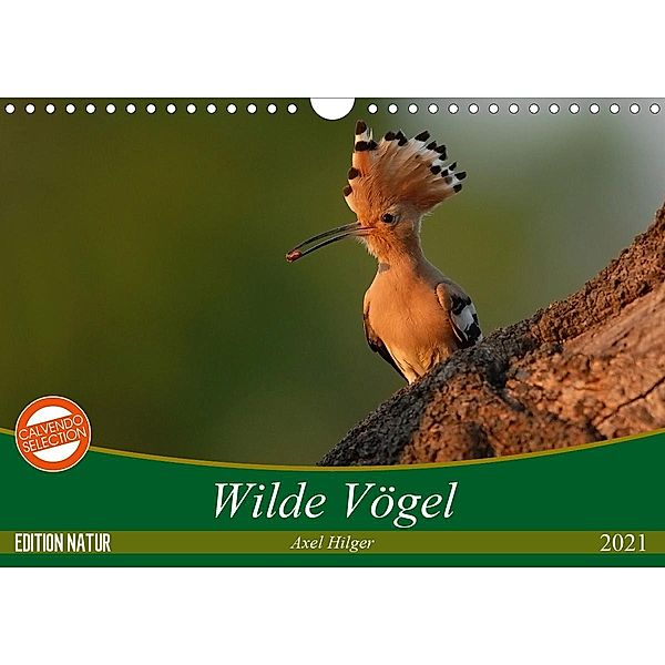 Wilde Vögel (Wandkalender 2021 DIN A4 quer), Axel Hilger