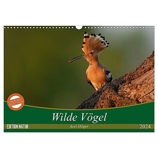 Wilde Vögel (Wandkalender 2024 DIN A3 quer), CALVENDO Monatskalender, Axel Hilger
