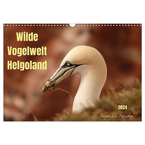 Wilde Vogelwelt Helgoland (Wandkalender 2024 DIN A3 quer), CALVENDO Monatskalender, Angelika Meister