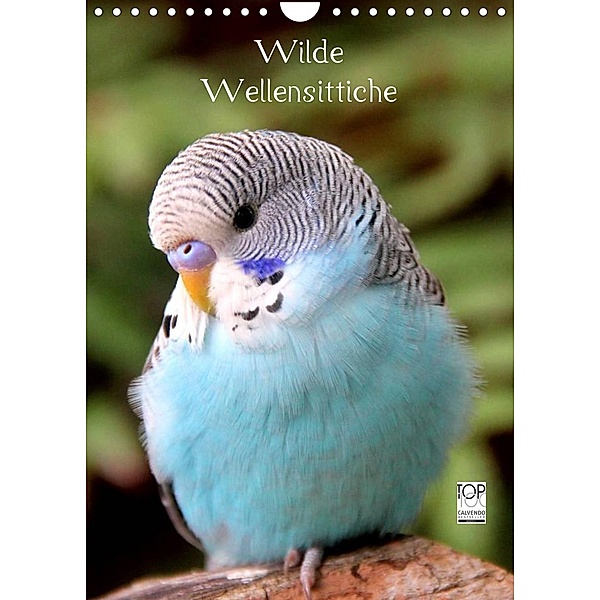 Wilde Wellensittiche (Wandkalender 2023 DIN A4 hoch), Björn Bergmann