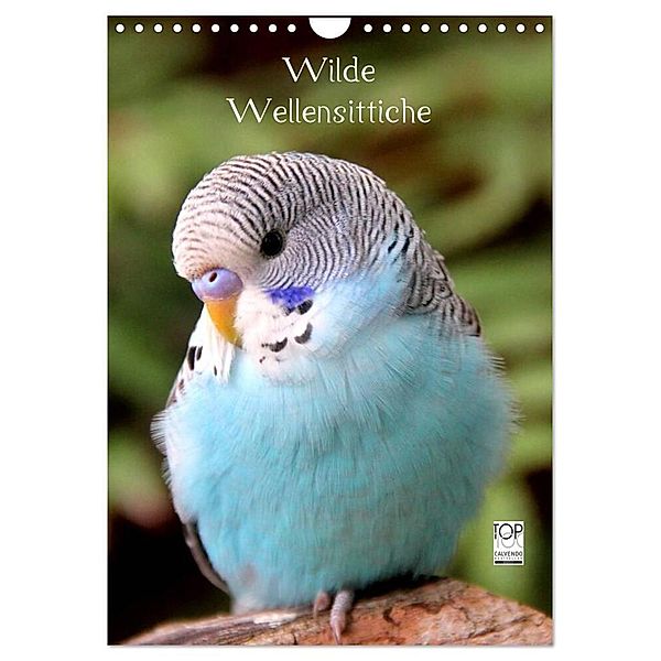 Wilde Wellensittiche (Wandkalender 2024 DIN A4 hoch), CALVENDO Monatskalender, Björn Bergmann