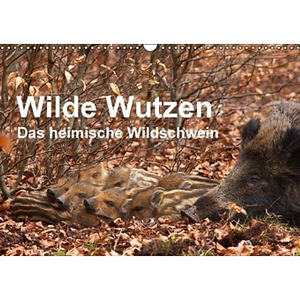 Wilde Wutzen. Das heimische Wildschwein (Wandkalender 2016 DIN A3 quer), Alexander von Düren