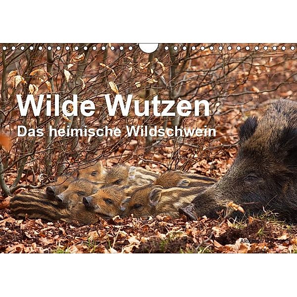 Wilde Wutzen. Das heimische Wildschwein (Wandkalender 2019 DIN A4 quer), Alexander von Düren