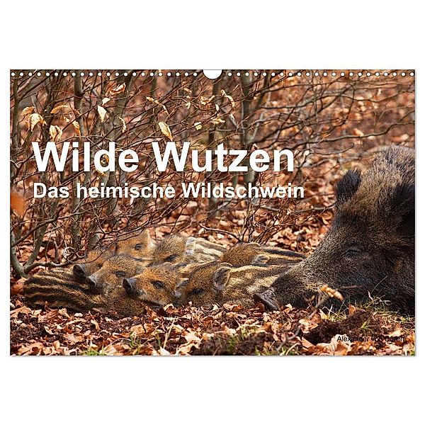 Wilde Wutzen. Das heimische Wildschwein (Wandkalender 2024 DIN A3 quer), CALVENDO Monatskalender, Alexander von Düren