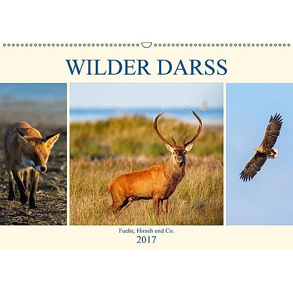 Wilder Darß - Fuchs, Hirsch und Co. 2017 (Wandkalender 2017 DIN A2 quer), Daniela Beyer