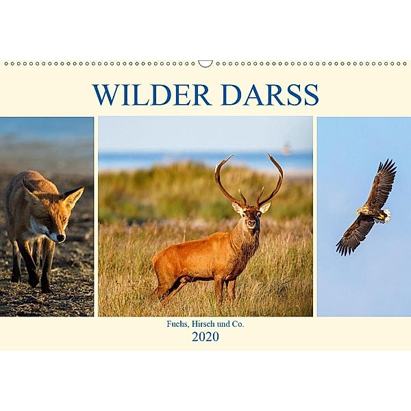 Wilder Darß - Fuchs, Hirsch und Co. 2020 (Wandkalender 2020 DIN A2 quer), Daniela Beyer