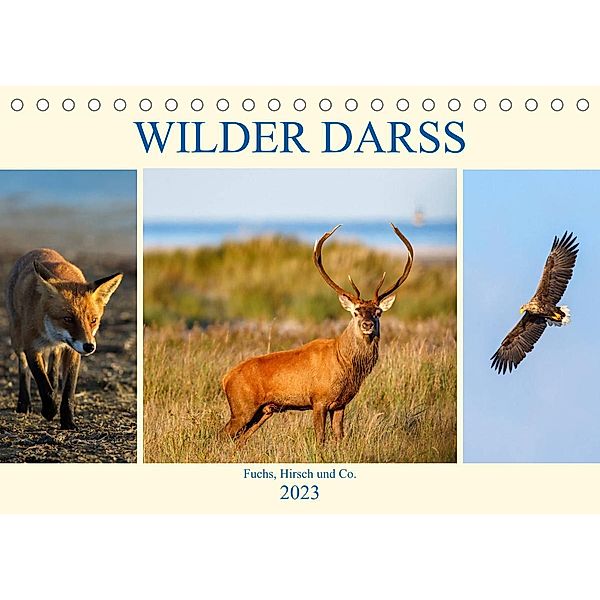 Wilder Darß - Fuchs, Hirsch und Co. 2023 (Tischkalender 2023 DIN A5 quer), Daniela Beyer (Moqui)