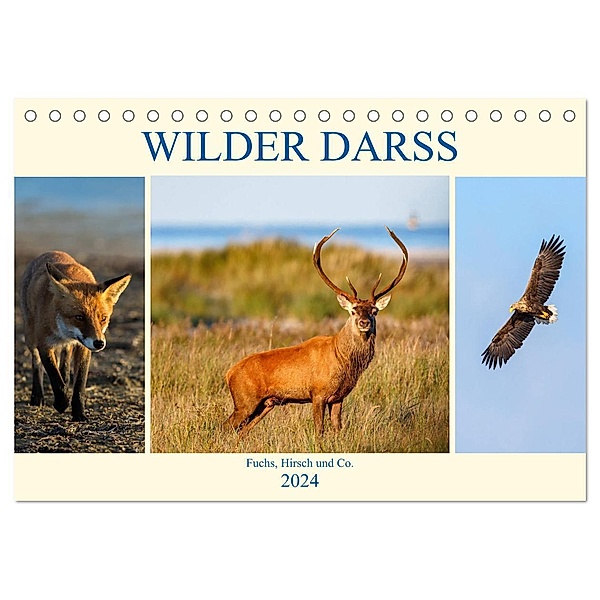 Wilder Darß - Fuchs, Hirsch und Co. 2024 (Tischkalender 2024 DIN A5 quer), CALVENDO Monatskalender, Daniela Beyer (Moqui)