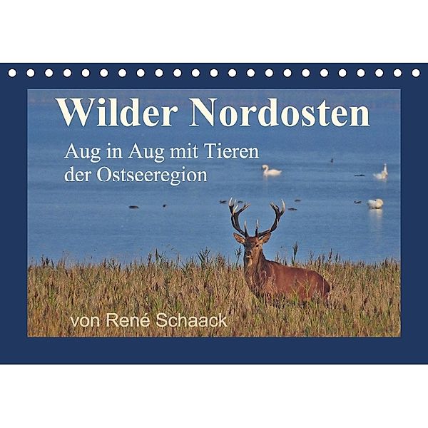 Wilder Nordosten - Aug in Aug mit Tieren der Ostseeregion (Tischkalender 2018 DIN A5 quer), René Schaack