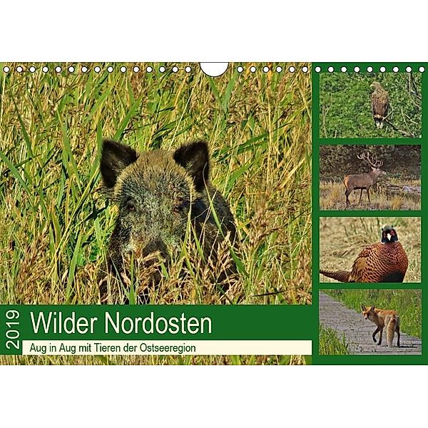 Wilder Nordosten - Aug in Aug mit Tieren der Ostseeregion (Wandkalender 2019 DIN A4 quer), René Schaack