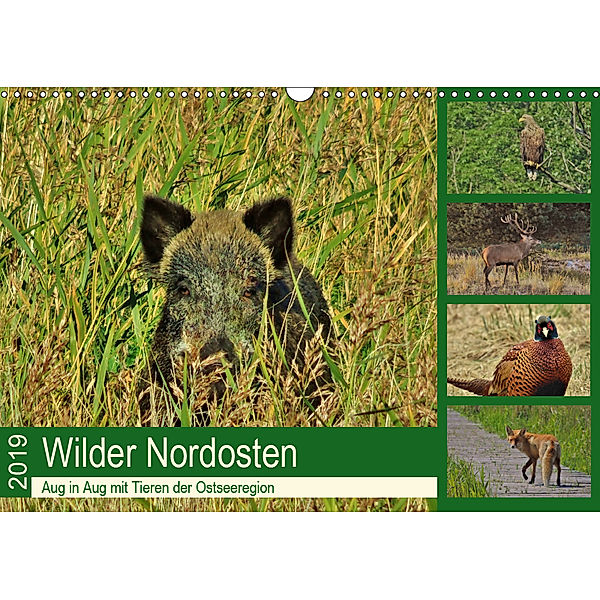 Wilder Nordosten - Aug in Aug mit Tieren der Ostseeregion (Wandkalender 2019 DIN A3 quer), René Schaack