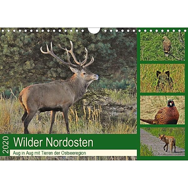 Wilder Nordosten - Aug in Aug mit Tieren der Ostseeregion (Wandkalender 2020 DIN A4 quer), René Schaack