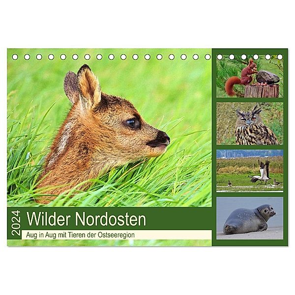 Wilder Nordosten - Aug in Aug mit Tieren der Ostseeregion (Tischkalender 2024 DIN A5 quer), CALVENDO Monatskalender, René Schaack