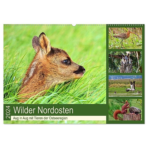 Wilder Nordosten - Aug in Aug mit Tieren der Ostseeregion (Wandkalender 2024 DIN A2 quer), CALVENDO Monatskalender, René Schaack