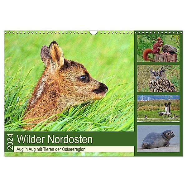 Wilder Nordosten - Aug in Aug mit Tieren der Ostseeregion (Wandkalender 2024 DIN A3 quer), CALVENDO Monatskalender, René Schaack